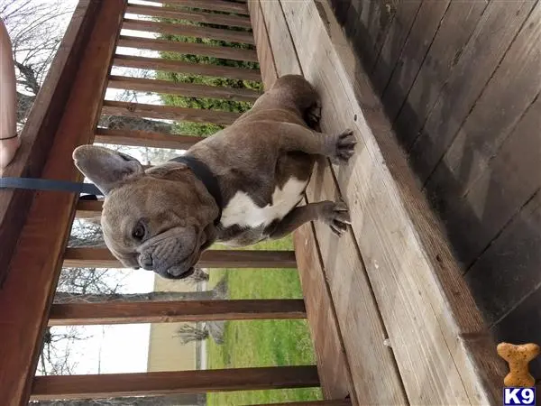 French Bulldog stud dog: a french bulldog dog standing on a wooden deck