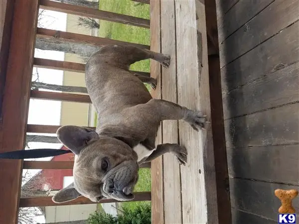 French Bulldog stud dog: a group of kangaroos in a wooden enclosure