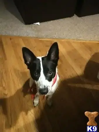 Border Collie stud dog