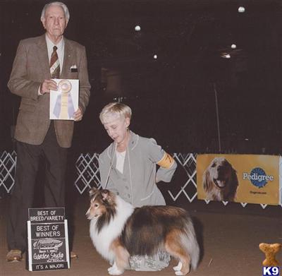 Shetland Sheepdog stud dog