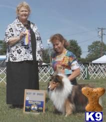 Shetland Sheepdog stud dog