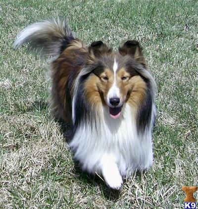 Shetland Sheepdog stud dog
