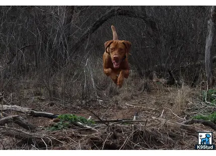 a vizsla dog running through the woods