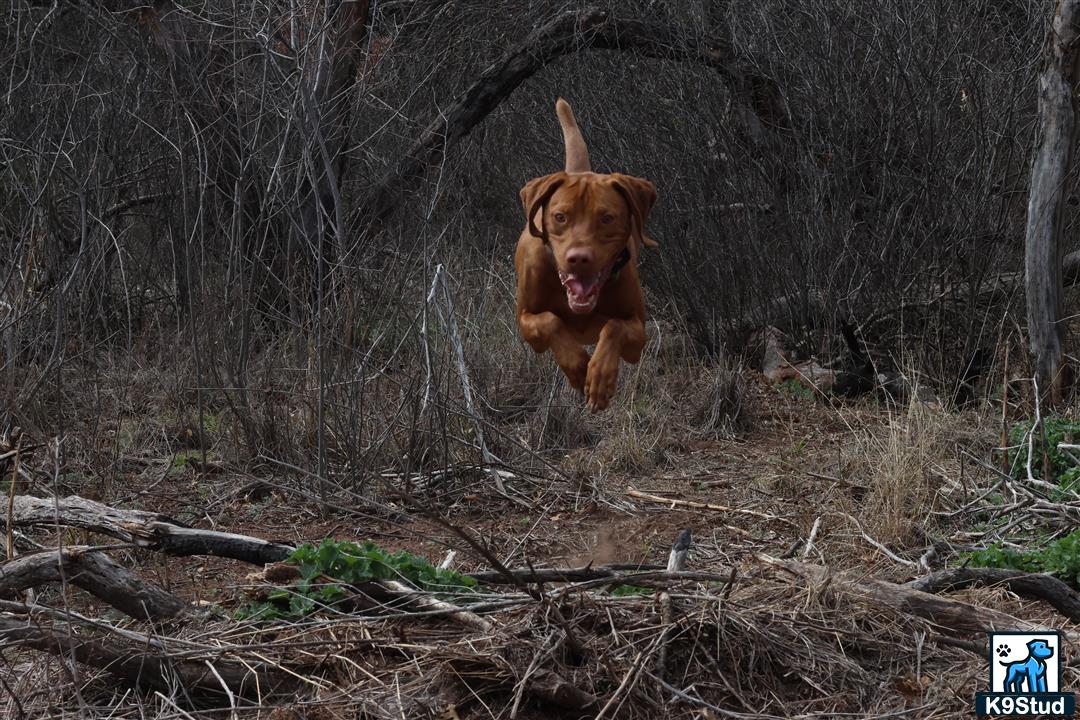 a vizsla dog running through the woods