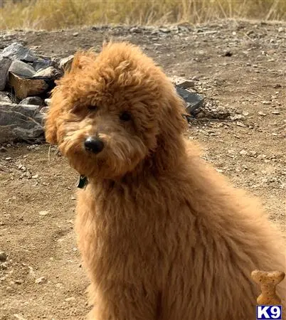 Goldendoodles stud dog