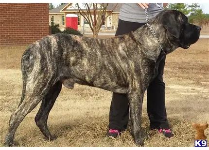 Mastiff