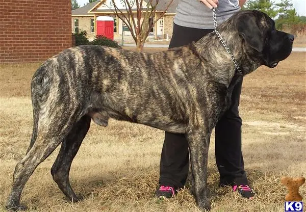 Mastiff stud dog