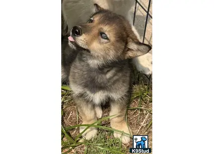 a wolf dog dog licking its nose