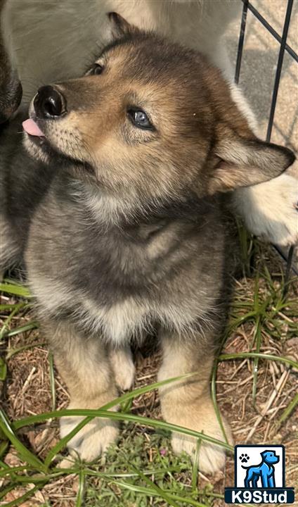 a wolf dog dog licking its nose