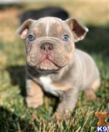 american bully puppy posted by xkeith85