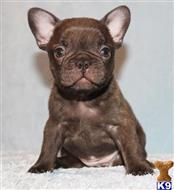 french bulldog puppy posted by xkeith85