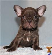 french bulldog puppy posted by xkeith85