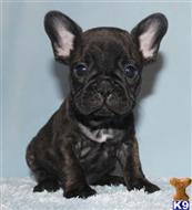 french bulldog puppy posted by xkeith85