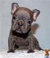 french bulldog puppy posted by xkeith85