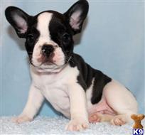 french bulldog puppy posted by xkeith85