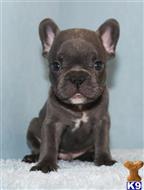 french bulldog puppy posted by xkeith85