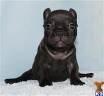 french bulldog puppy posted by xkeith85