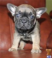 french bulldog puppy posted by xkeith85