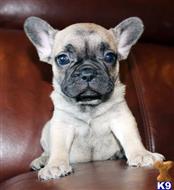 french bulldog puppy posted by xkeith85