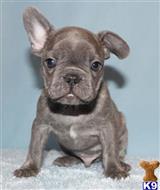 french bulldog puppy posted by xkeith85