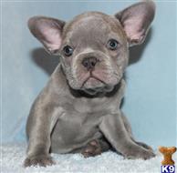 french bulldog puppy posted by xkeith85