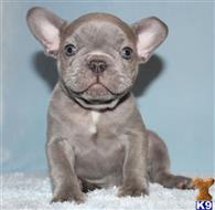 french bulldog puppy posted by xkeith85