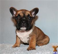 french bulldog puppy posted by xkeith85