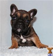 french bulldog puppy posted by xkeith85
