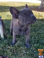 french bulldog puppy posted by xkeith85