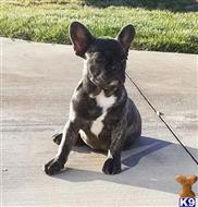 french bulldog puppy posted by xkeith85