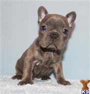 french bulldog puppy posted by xkeith85