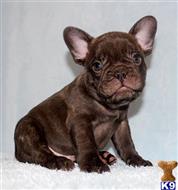 french bulldog puppy posted by xkeith85