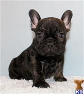 french bulldog puppy posted by xkeith85