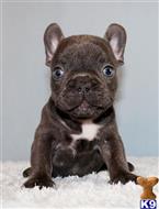 french bulldog puppy posted by xkeith85