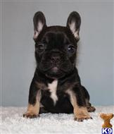 french bulldog puppy posted by xkeith85