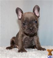 french bulldog puppy posted by xkeith85