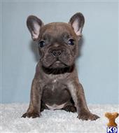 french bulldog puppy posted by xkeith85