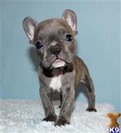 french bulldog puppy posted by xkeith85