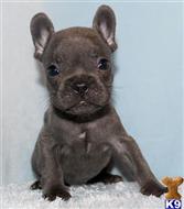 french bulldog puppy posted by xkeith85