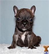 french bulldog puppy posted by xkeith85