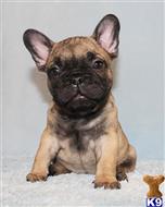 french bulldog puppy posted by xkeith85