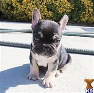 french bulldog puppy posted by xkeith85