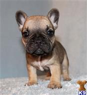 french bulldog puppy posted by xkeith85
