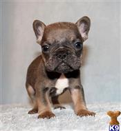 french bulldog puppy posted by xkeith85