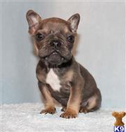 french bulldog puppy posted by xkeith85