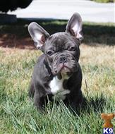 french bulldog puppy posted by xkeith85