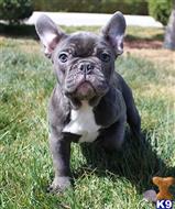 french bulldog puppy posted by xkeith85
