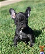 french bulldog puppy posted by xkeith85