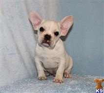 french bulldog puppy posted by xkeith85