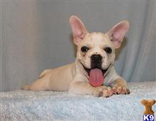 french bulldog puppy posted by xkeith85